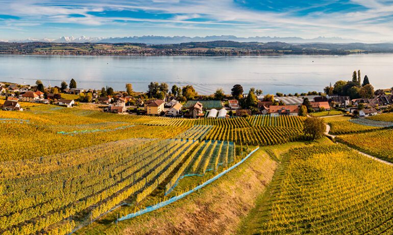 Switzerland's Hidden Wine Paradise: Unveiling the Treasures of Lake Geneva