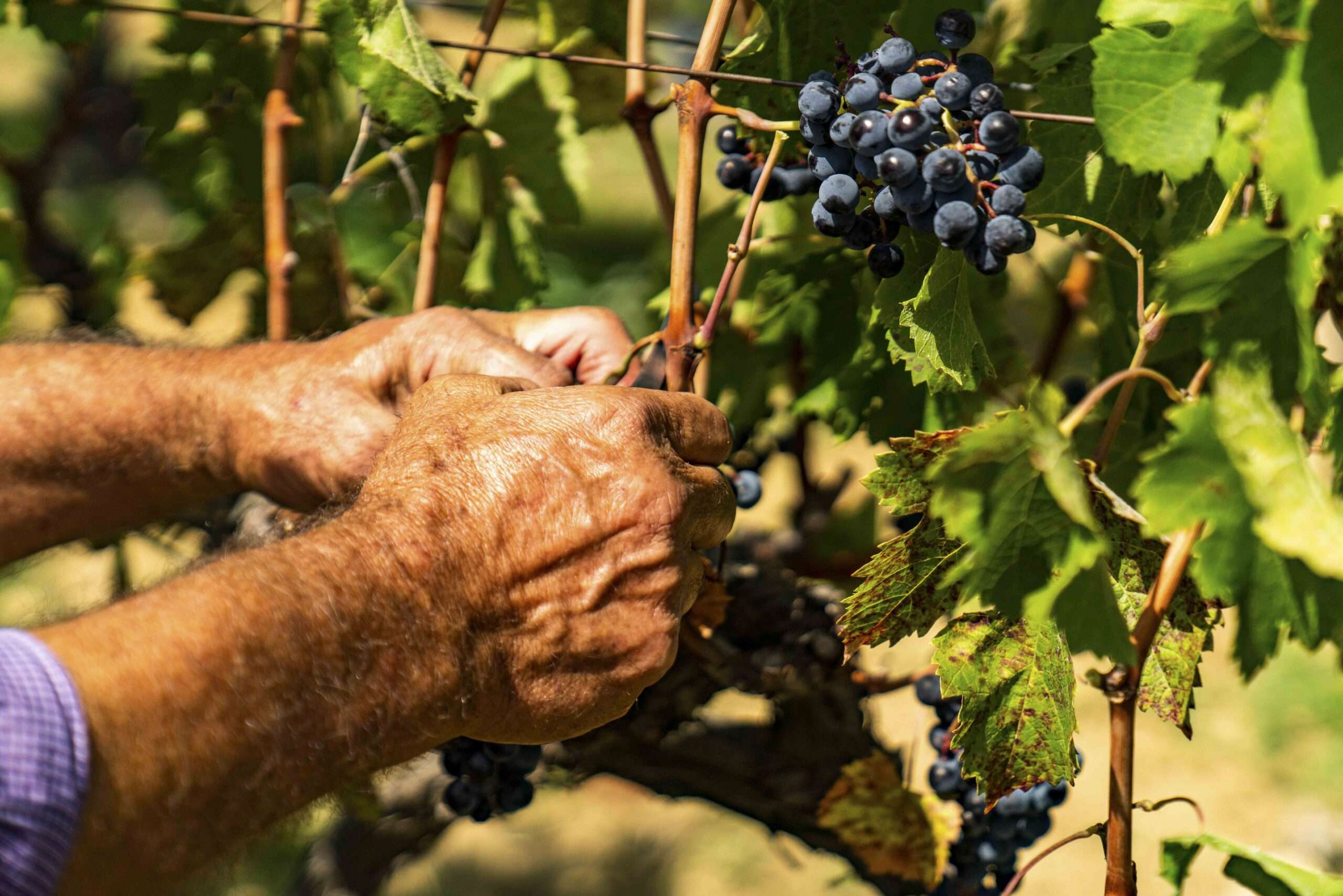 Nero d'Avola Grapes