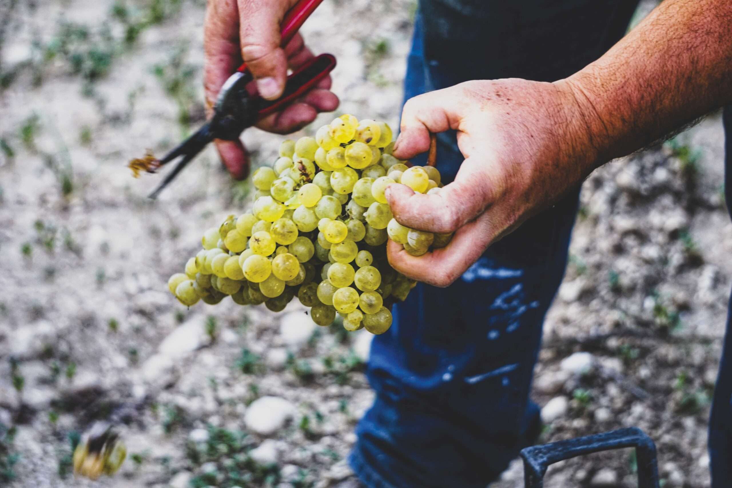 Grillo Grapes