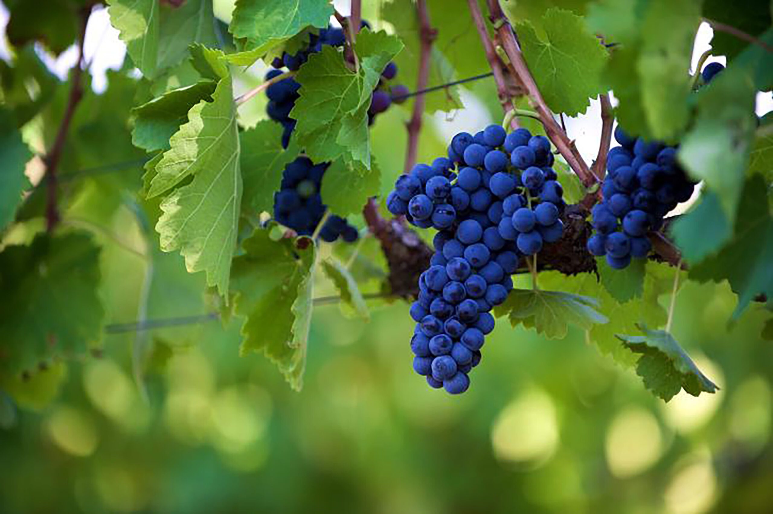 Aglianico Grapes