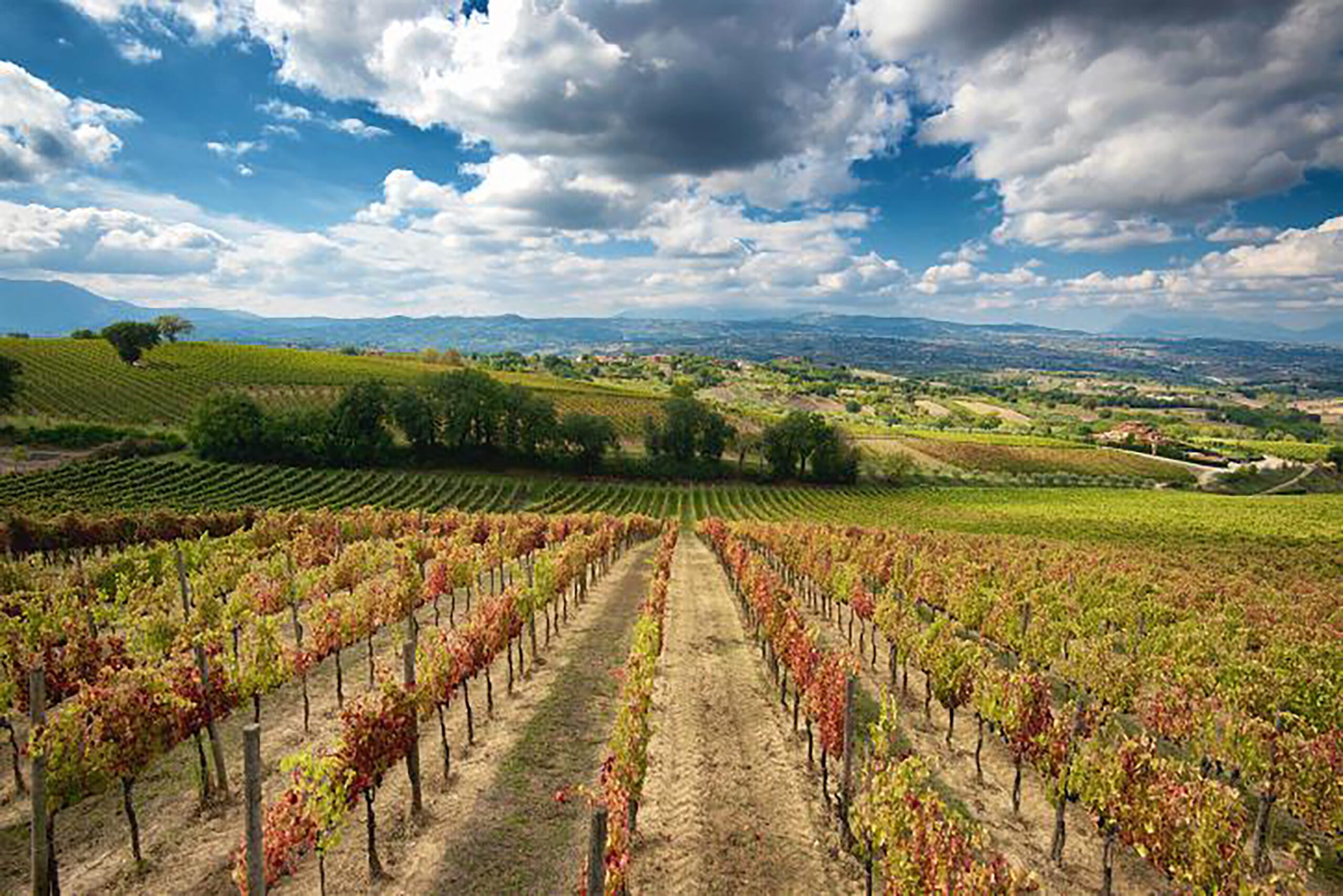 Aglianico Vineyards of Mastroberardino