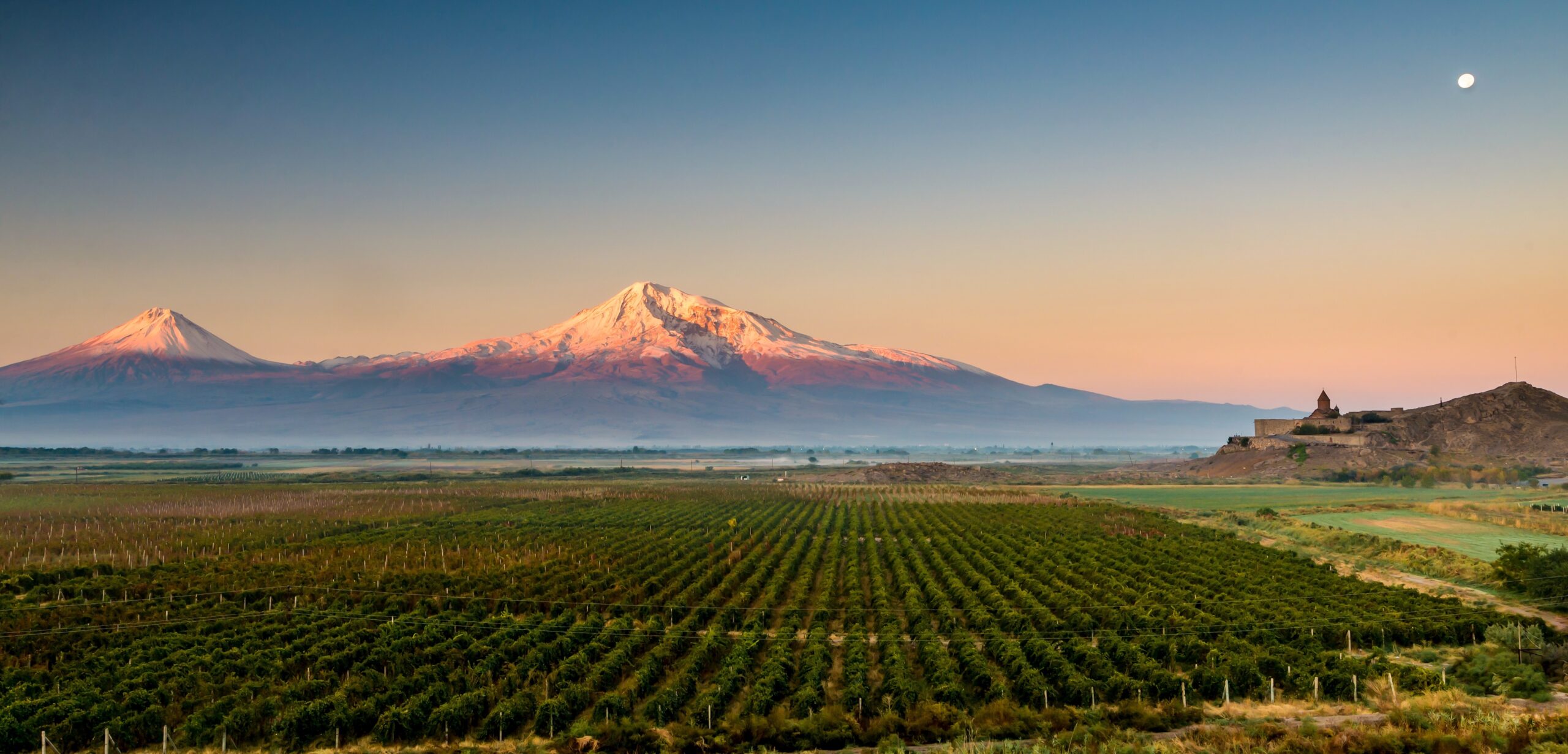 Vineyards in Ararat