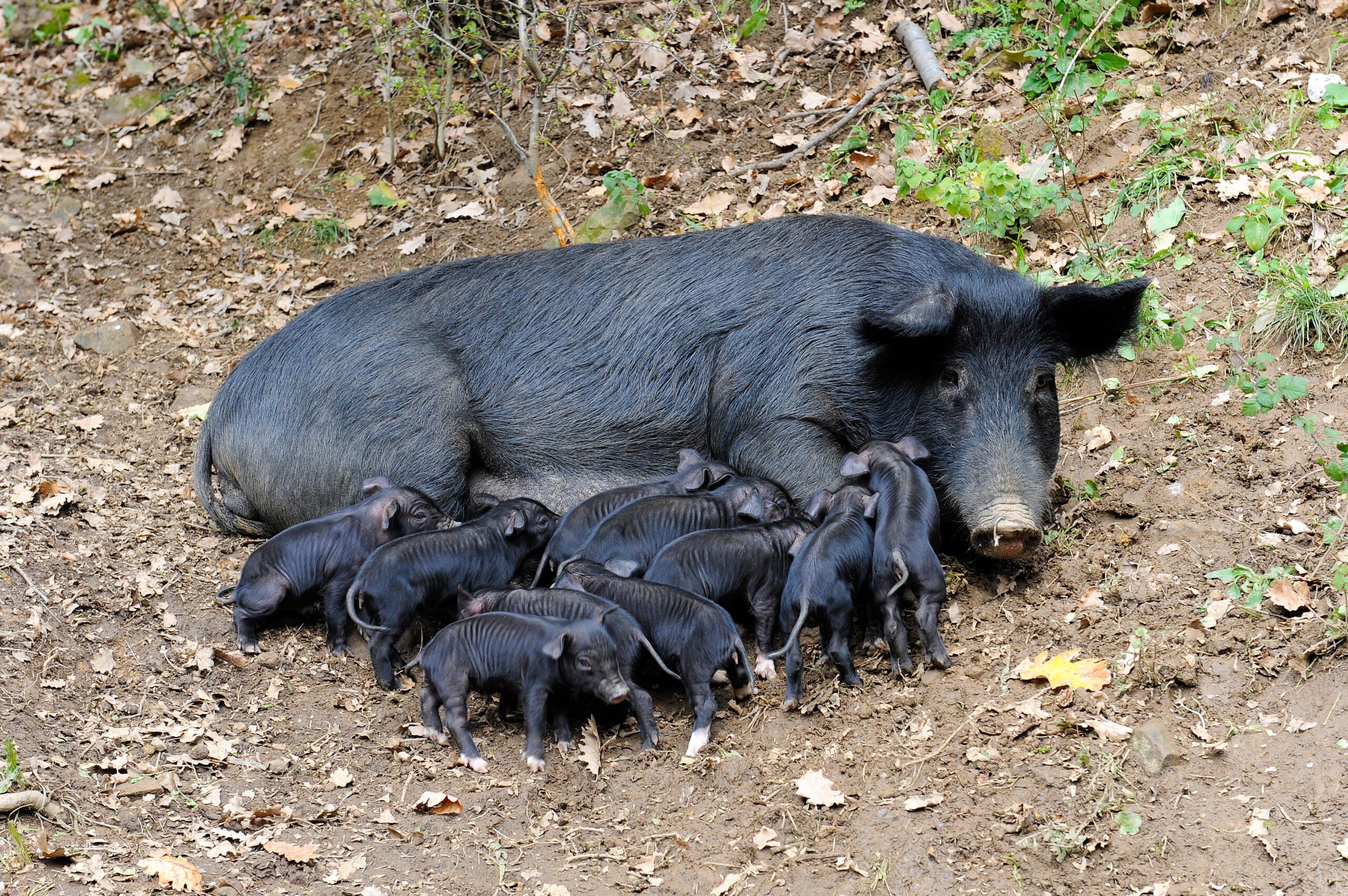 Nebrodi black pig in Sicily who lives in the wild near the forest in Nebrodi mountain area Nebrodi black pig in Sicily who lives in the wild near the forest in Nebrodi mountain area (Stock Photo)